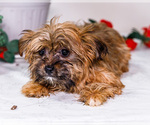 Small #3 Shorkie Tzu