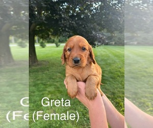 Golden Irish Puppy for sale in CARO, MI, USA