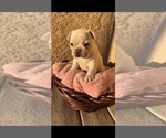 Small Photo #2 French Bulldog Puppy For Sale in PUEBLO, CO, USA