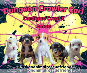 Mutt Dogs for adoption in Anchorage, AK, USA