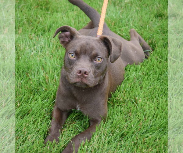 Medium Photo #3 Boglen Terrier Puppy For Sale in Huntley, IL, USA