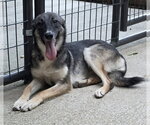 Small German Shepherd Dog Mix
