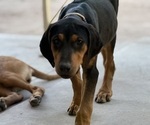 Small #6 Labrador Retriever-Rhodesian Ridgeback Mix
