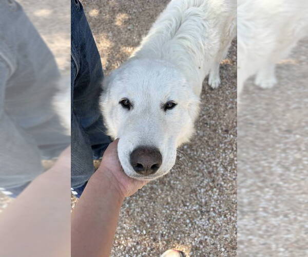 Medium Photo #7 Great Pyrenees-Unknown Mix Puppy For Sale in Grafton, WI, USA