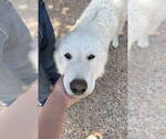 Small #6 Great Pyrenees Mix