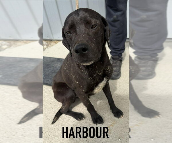 Medium Photo #4 Labrador Retriever-Unknown Mix Puppy For Sale in Evansville, IN, USA
