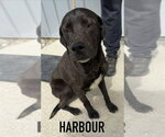 Small #3 Labrador Retriever Mix