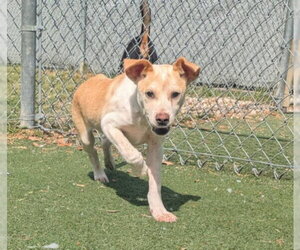Mutt Dogs for adoption in Texas City, TX, USA