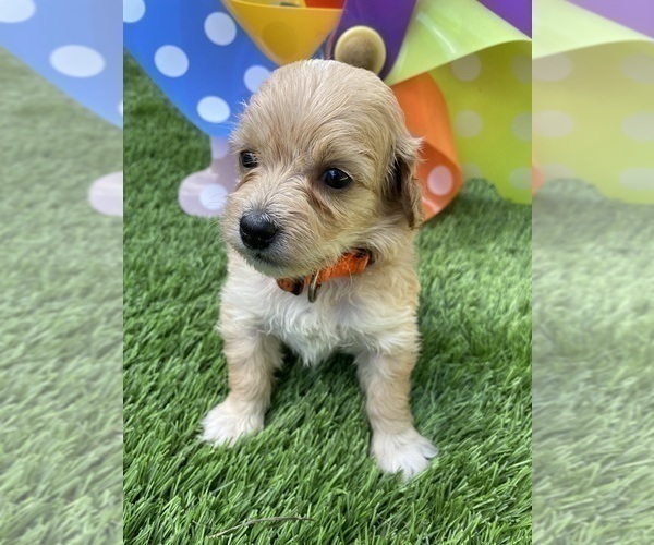 Medium Photo #3 Goldendoodle (Miniature) Puppy For Sale in PORT CHARLOTTE, FL, USA