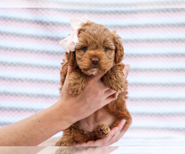Medium Photo #2 Cavapoo mix (+ Poodle Miniature) Puppy For Sale in LIBERTY, KY, USA