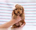 Small #1 Cavapoo mix (+ Poodle Miniature)