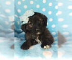 Small Photo #7 Aussie-Poo Puppy For Sale in LANCASTER, PA, USA