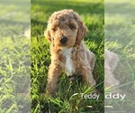 Small #1 Poodle (Standard) Mix