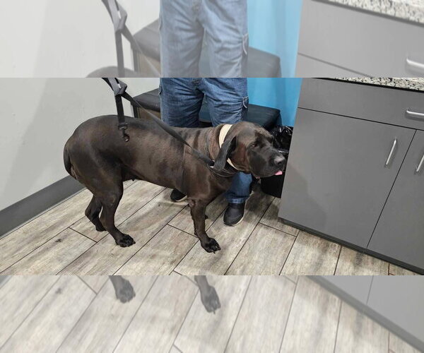 Medium Photo #3 Brazilian Mastiff Puppy For Sale in Jasper, AL, USA