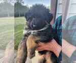 Puppy Puppy 4 German Shepherd Dog