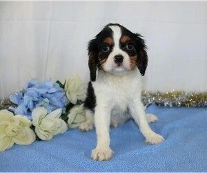 Cavalier King Charles Spaniel Puppy for sale in FREDERICKSBG, OH, USA