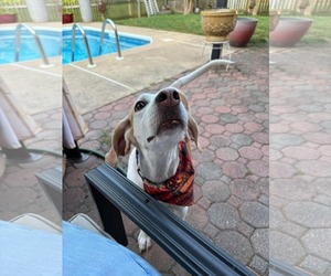 Kacey - Female American Foxhound Dog for Adoption - Photo #2
