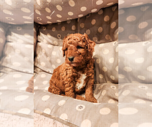 Medium Photo #16 Goldendoodle mix (+ Poodle Miniature) Puppy For Sale in CARLISLE, PA, USA