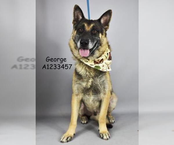 Medium Photo #2 German Shepherd Dog Puppy For Sale in Bakersfield, CA, USA