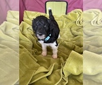Small Photo #34 Poodle (Standard) Puppy For Sale in LEXINGTON, SC, USA