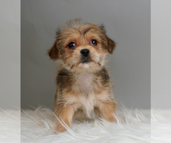 Medium Photo #1 Maltese-Morkie Mix Puppy For Sale in WARSAW, IN, USA