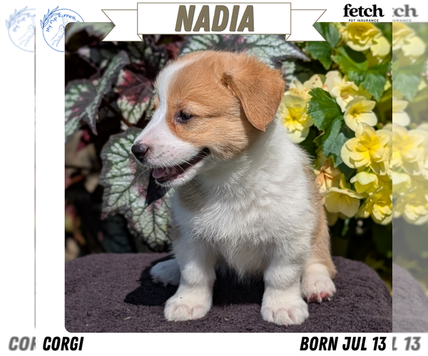 Medium Photo #13 Pembroke Welsh Corgi Puppy For Sale in GOSHEN, IN, USA