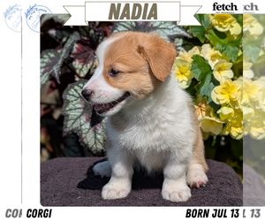 Medium Pembroke Welsh Corgi