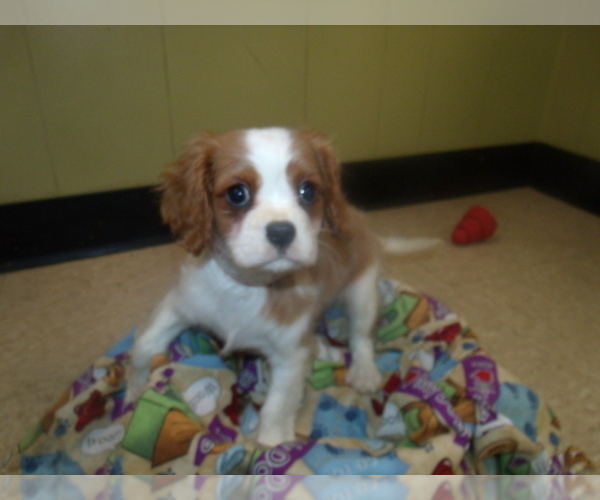 Medium Photo #2 Cavalier King Charles Spaniel Puppy For Sale in PATERSON, NJ, USA