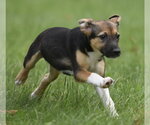 Small #1 Mutt