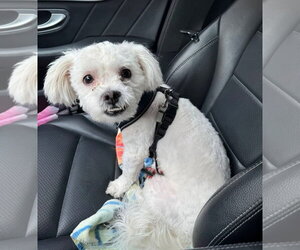 Maltese-Unknown Mix Dogs for adoption in Lexington Park, MD, USA