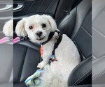 Small Maltese Mix