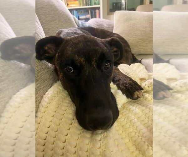Medium Photo #4 Dutch Shepherd -Unknown Mix Puppy For Sale in Dana Point, CA, USA