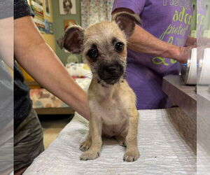 ShiChi Dogs for adoption in Benton, LA, USA