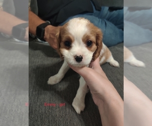 Cavalier King Charles Spaniel Puppy for sale in LOUISVILLE, KY, USA