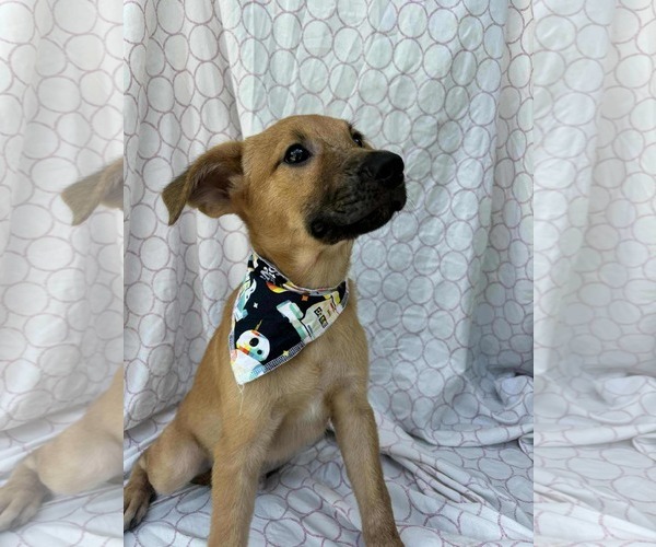 Medium Photo #3 Dachshund-Unknown Mix Puppy For Sale in NYC, NY, USA