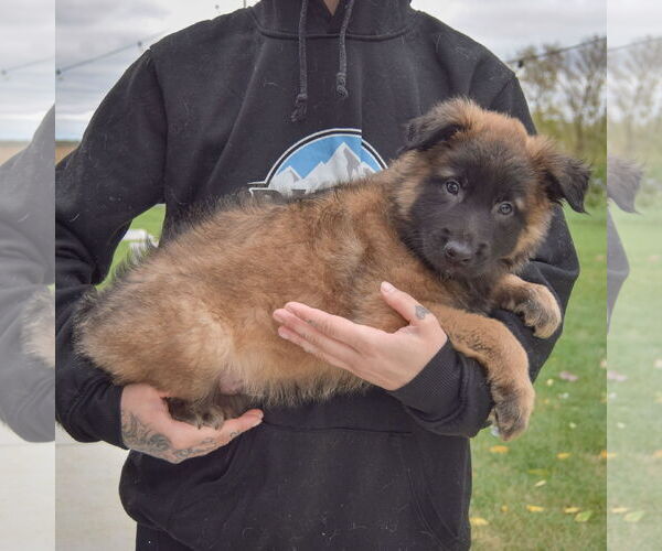 Medium Photo #2 Mutt Puppy For Sale in Huntley, IL, USA