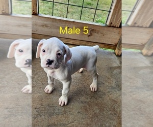 American Pit Bull Terrier Puppy for sale in PELZER, SC, USA