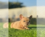 Small #15 French Bulldog