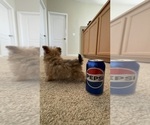 Small #5 Maltipoo