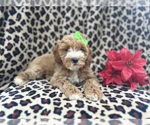 Cock-A-Poo Puppy for sale in LAKELAND, FL, USA