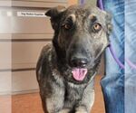 Small German Shepherd Dog-Norwegian Elkhound Mix