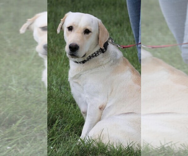 Medium Photo #2 Labrador Retriever Puppy For Sale in SYRACUSE, IN, USA