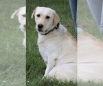 Small #1 Labrador Retriever