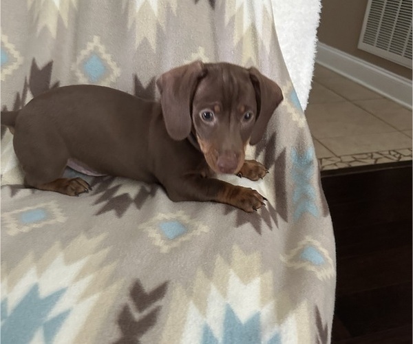 Medium Photo #6 Dachshund Puppy For Sale in MURFREESBORO, TN, USA
