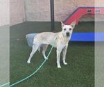 Small Photo #4 Mutt Puppy For Sale in Rockwall, TX, USA