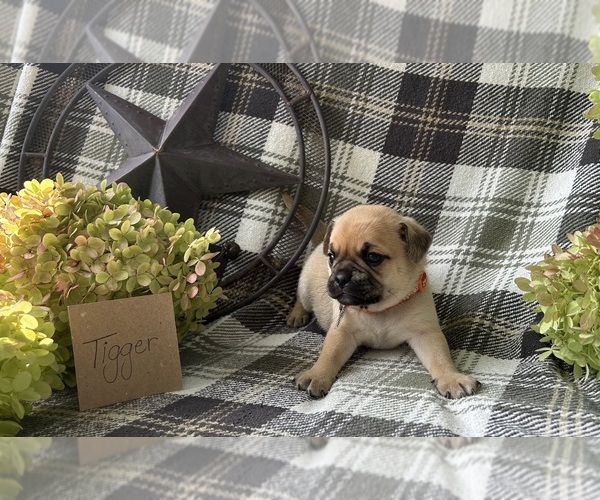 Medium Photo #3 Puggle Puppy For Sale in ELKTON, VA, USA
