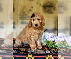 Goldendoodle (Miniature) Puppy for sale in PEACH BOTTOM, PA, USA