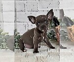 Small #15 Chihuahua