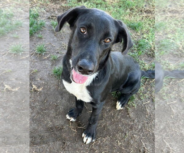 Medium Photo #8 Labrador Retriever-Unknown Mix Puppy For Sale in San Diego, CA, USA