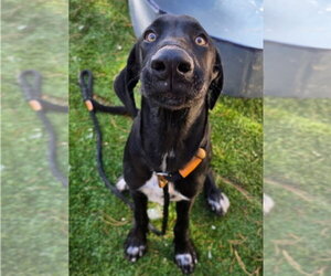 Great Dane-Labrador Retriever Mix Dogs for adoption in Lakewood, CO, USA
